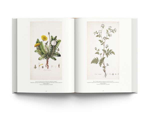 Drawn from Nature: The Flowering of Irish Botanical Art