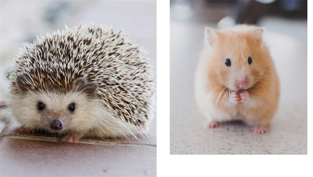 This Book Is Literally Just Pictures of Cute Animals That Will Make You Feel Better