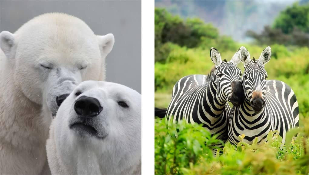 This Book Is Literally Just Pictures of Cute Animals That Will Make You Feel Better