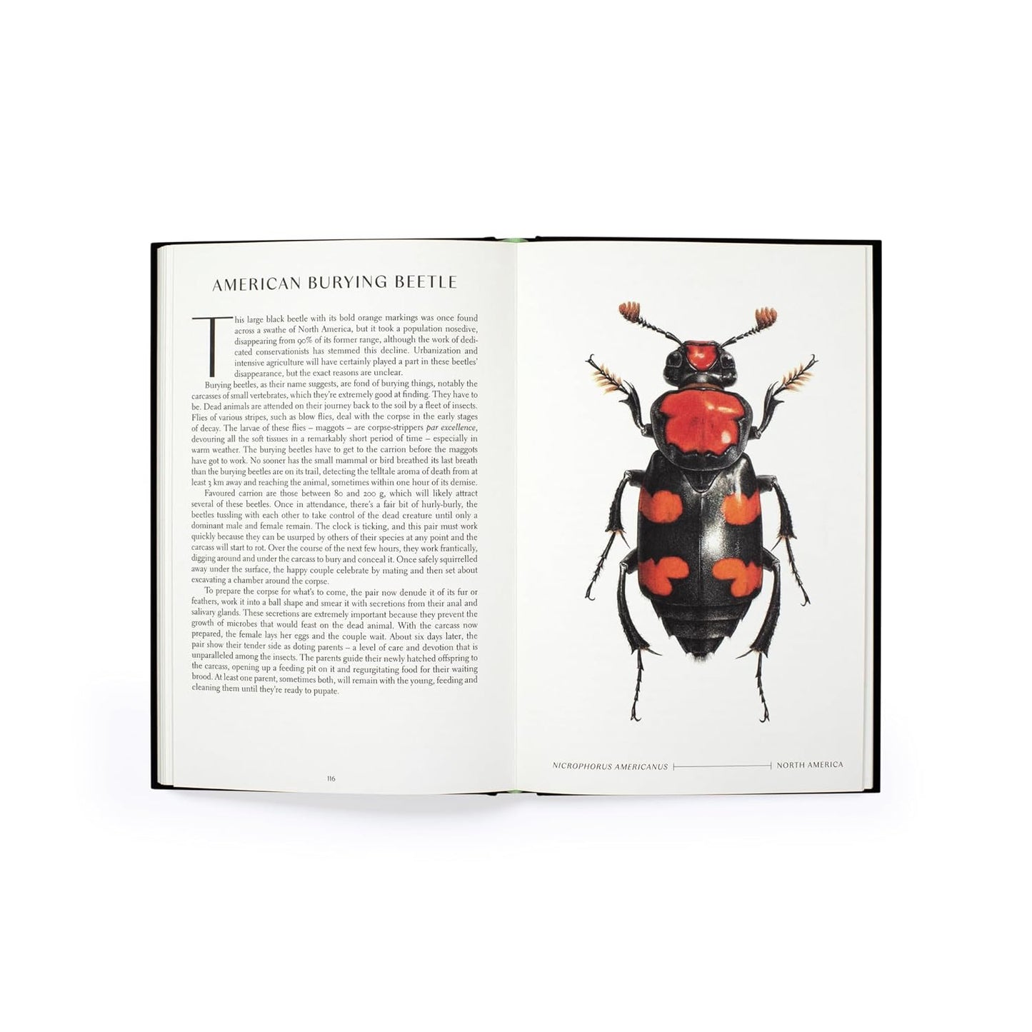 The Wonder of Insects: Uncovering their Hidden World