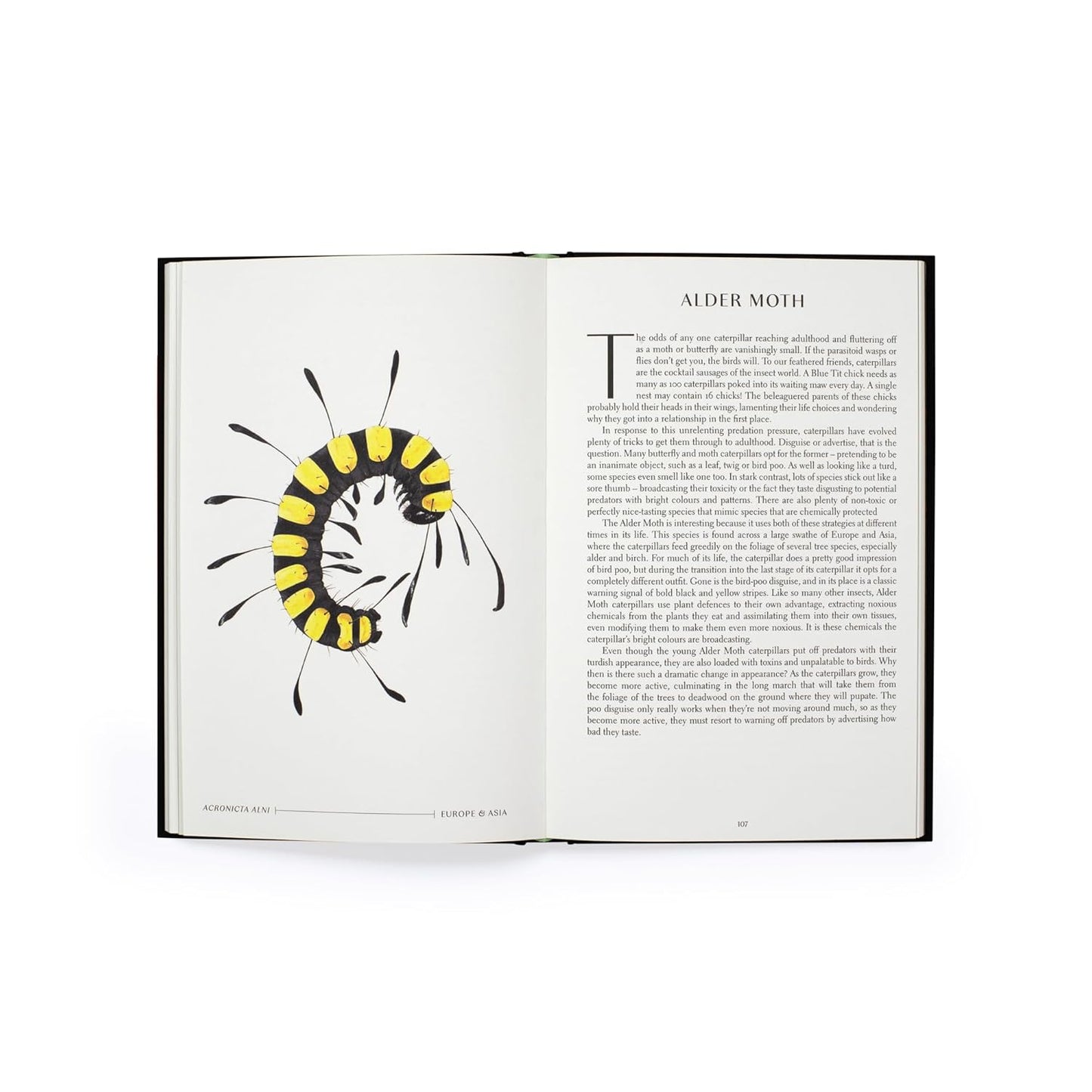 The Wonder of Insects: Uncovering their Hidden World