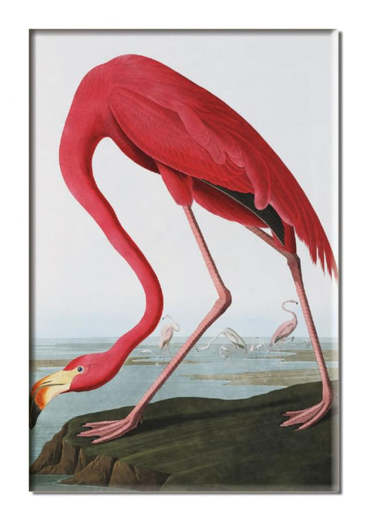 Fridge magnet: American Flamingo