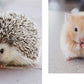 This Book Is Literally Just Pictures of Cute Animals That Will Make You Feel Better