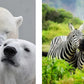 This Book Is Literally Just Pictures of Cute Animals That Will Make You Feel Better