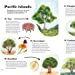 Around the World in 80 Trees