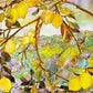 Tiffany Lemon Tree Note Cards