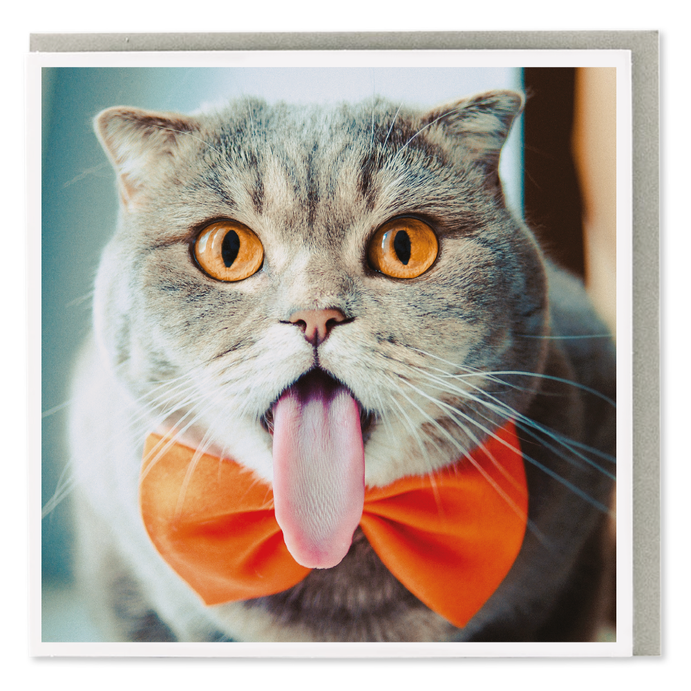 Melissa The Cat Greeting Card