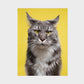 Do You Look Like Your Cat?