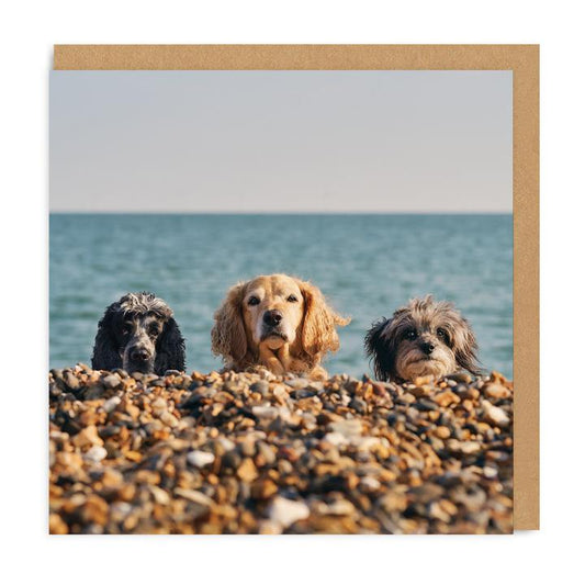 Three Beach Dogs Square Greeting Card
